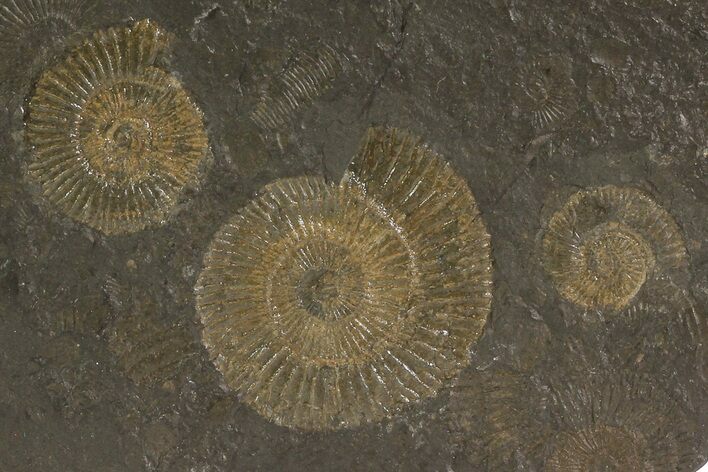 Dactylioceras Ammonite Cluster - Posidonia Shale, Germany #79309